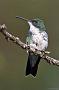 Hummingbird Garden Photo: Plain-Bellied Emerald
